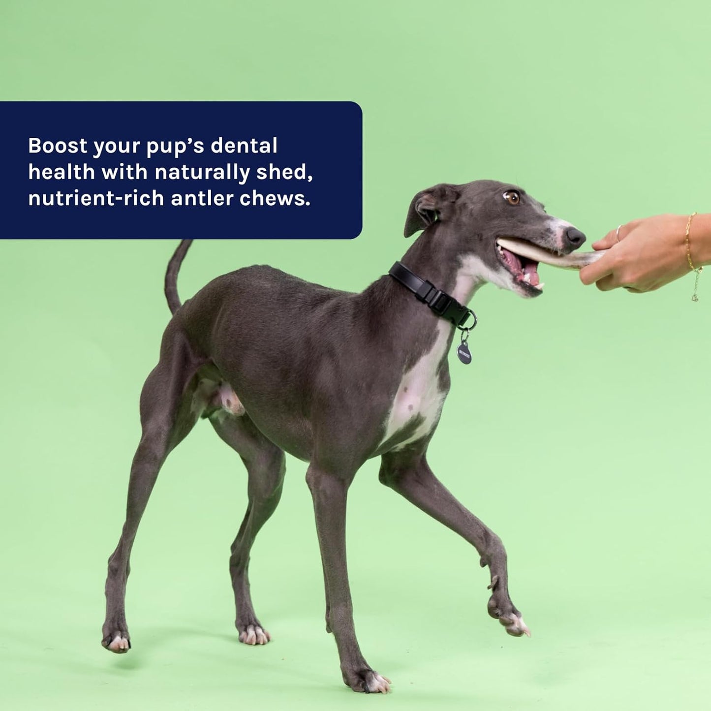 Good Trouble Premium Deer Antlers for Small Dogs – 2 Whole Antlers Pets - North American Sourced for Dental Health & Anxiety Relief - Odor-Free & Non-Toxic Chew Bone for Dogs