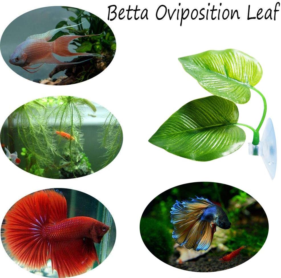 CousDUoBe 4 Pack Betta Fish Leaf Pad Improves Betta's Health by Simulating The Natural Habitat - Natural, Organic, Comfortable Rest Area for Fish Aquarium