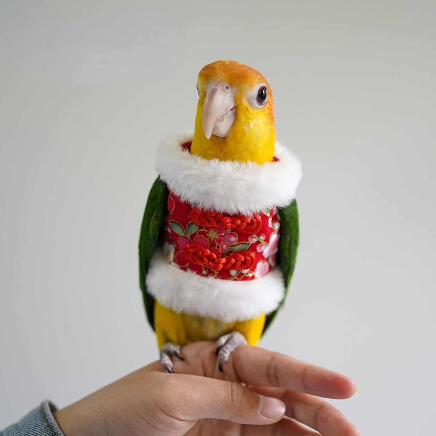 Bird Costume Bird Flight Suit Bird Clothes Cosplay Photo Prop for Parrots Parakeet Cockatiel Sun Conure, Bird Hoodie Small Animals Apparel (Red, Medium)