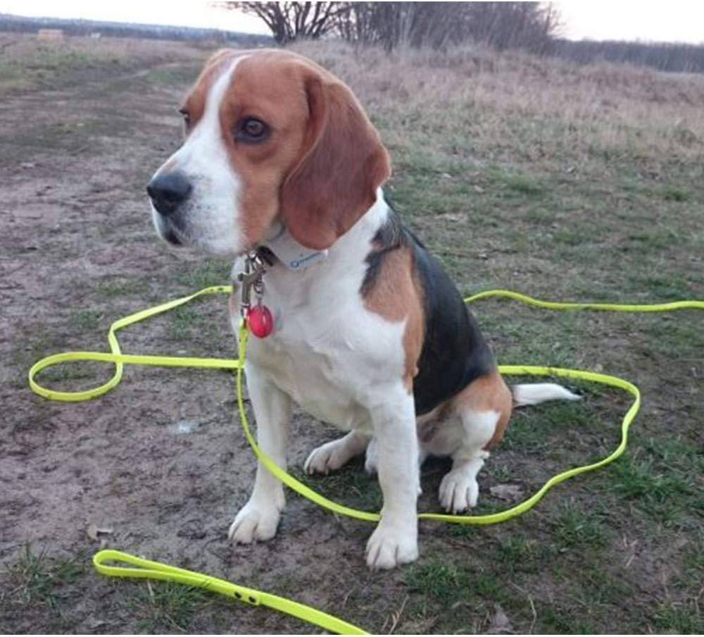 Long Dog Leash Waterproof Recall Training Lead Outdoor Long Line Great for Training, Beach, Play, Camping, or Backyard