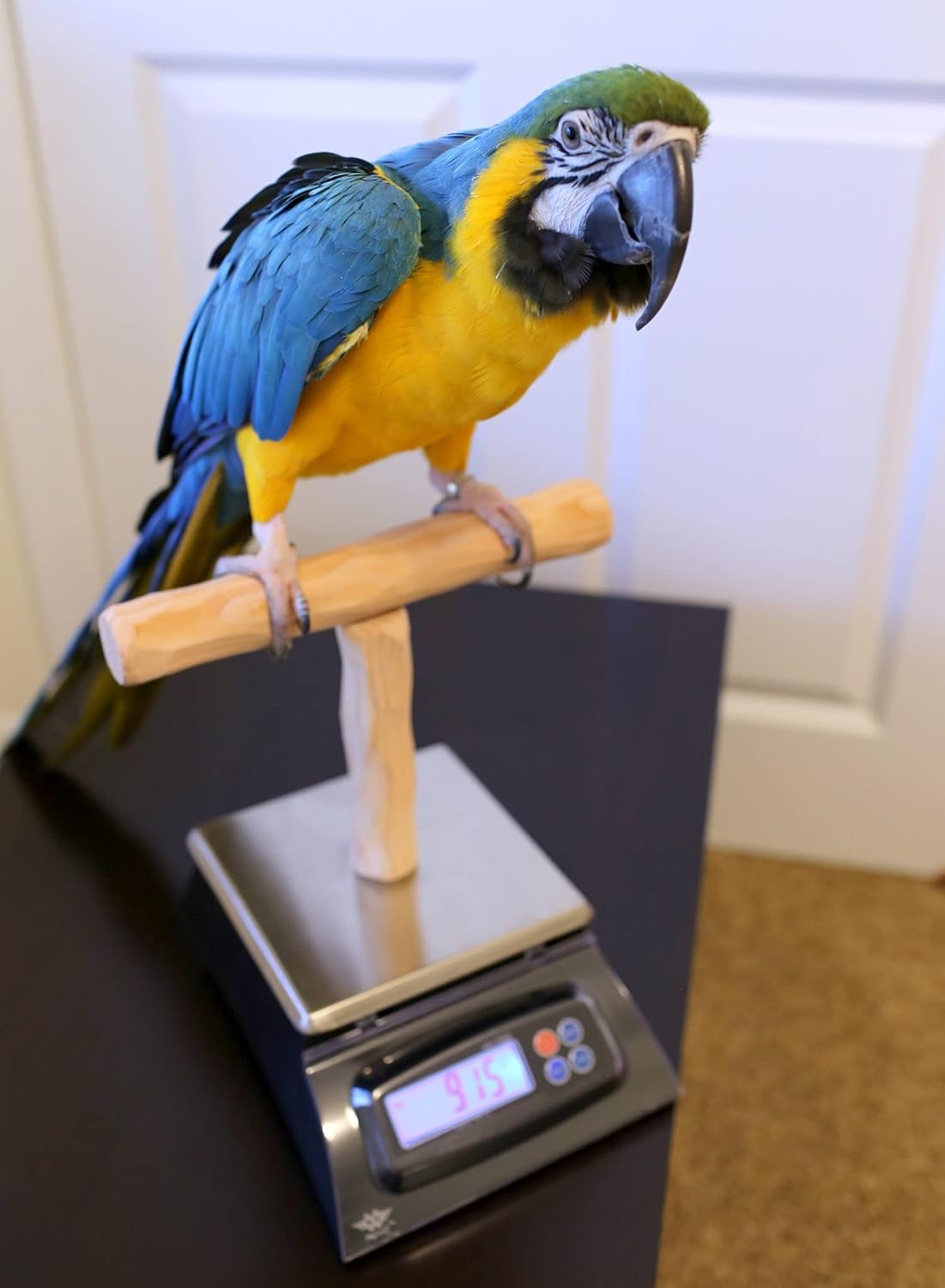 NU Perch Parrot Training Scale