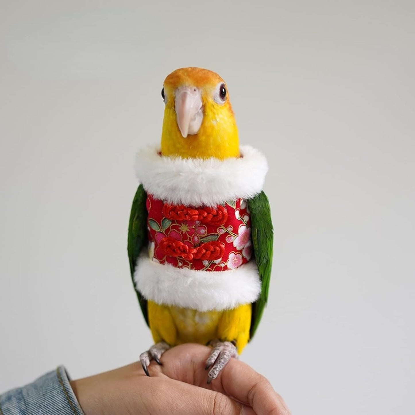 Bird Costume Bird Flight Suit Bird Clothes Cosplay Photo Prop for Parrots Parakeet Cockatiel Sun Conure, Bird Hoodie Small Animals Apparel (Red, Medium)