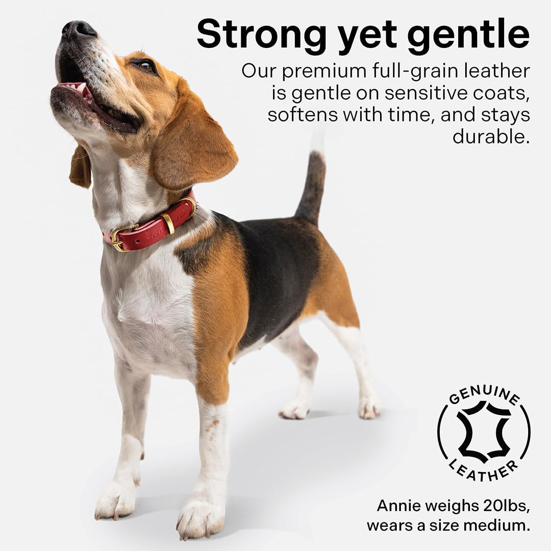 Classic Genuine Leather Dog Collar | Dog Collars for Medium Dogs, Small Dogs, Large Dogs & Extra Large Dog | Wide Dog Collar | Heavy Duty Collar (Red, XX Large)