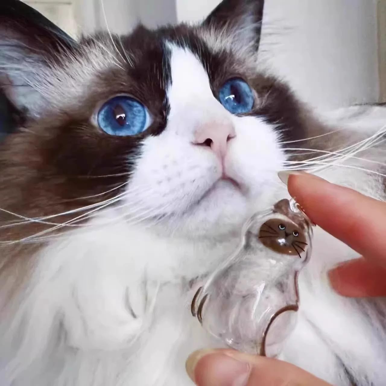 6 Pcs Cat Hair Keychain Keepsake - Clear Acrylic Fur Memorial Capsule for Pet Hair Preservation