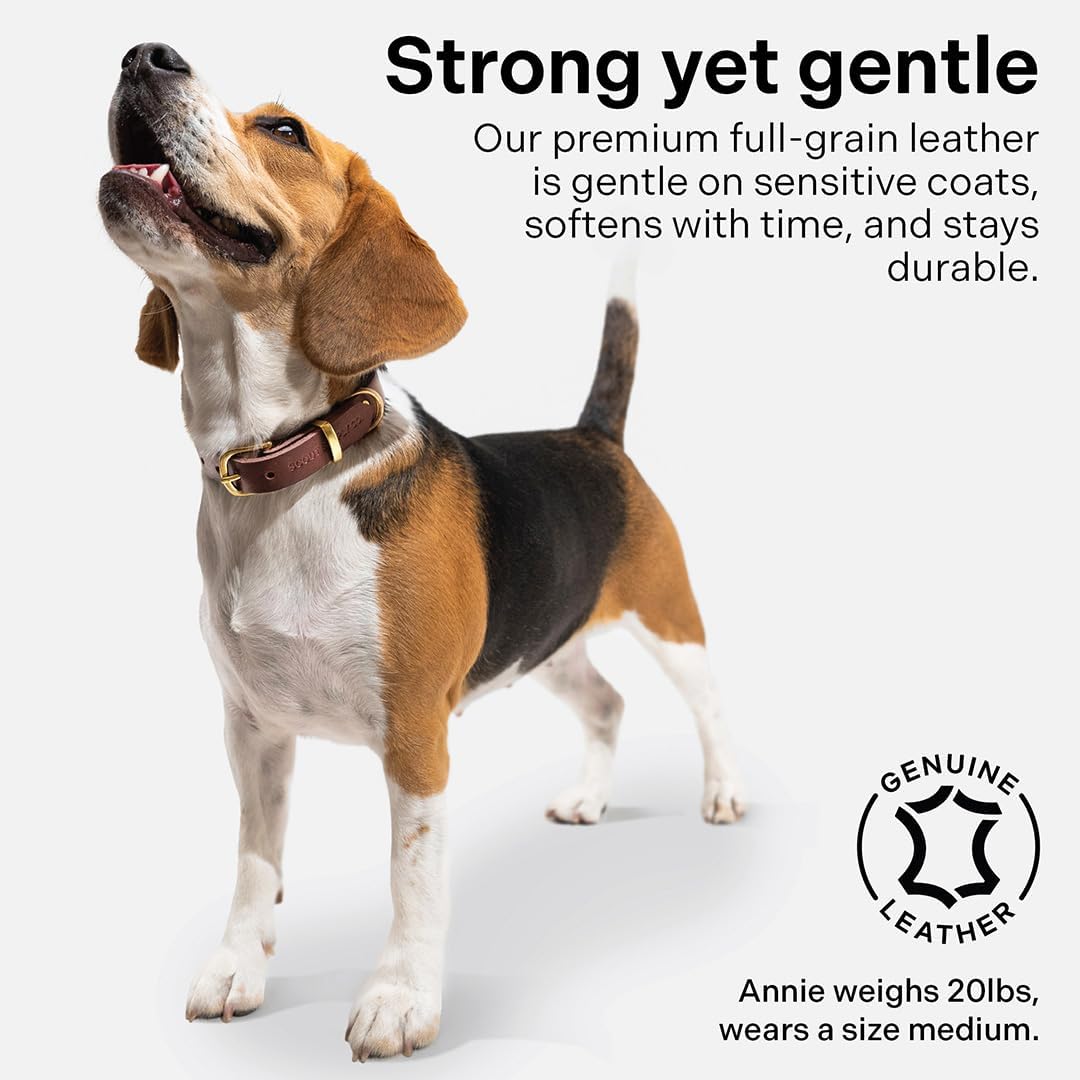 Classic Genuine Leather Dog Collar | Dog Collars for Medium Dogs, Small Dogs, Large Dogs & Extra Large Dog | Wide Dog Collar | Heavy Duty Collar (Dark Brown, XX Large)