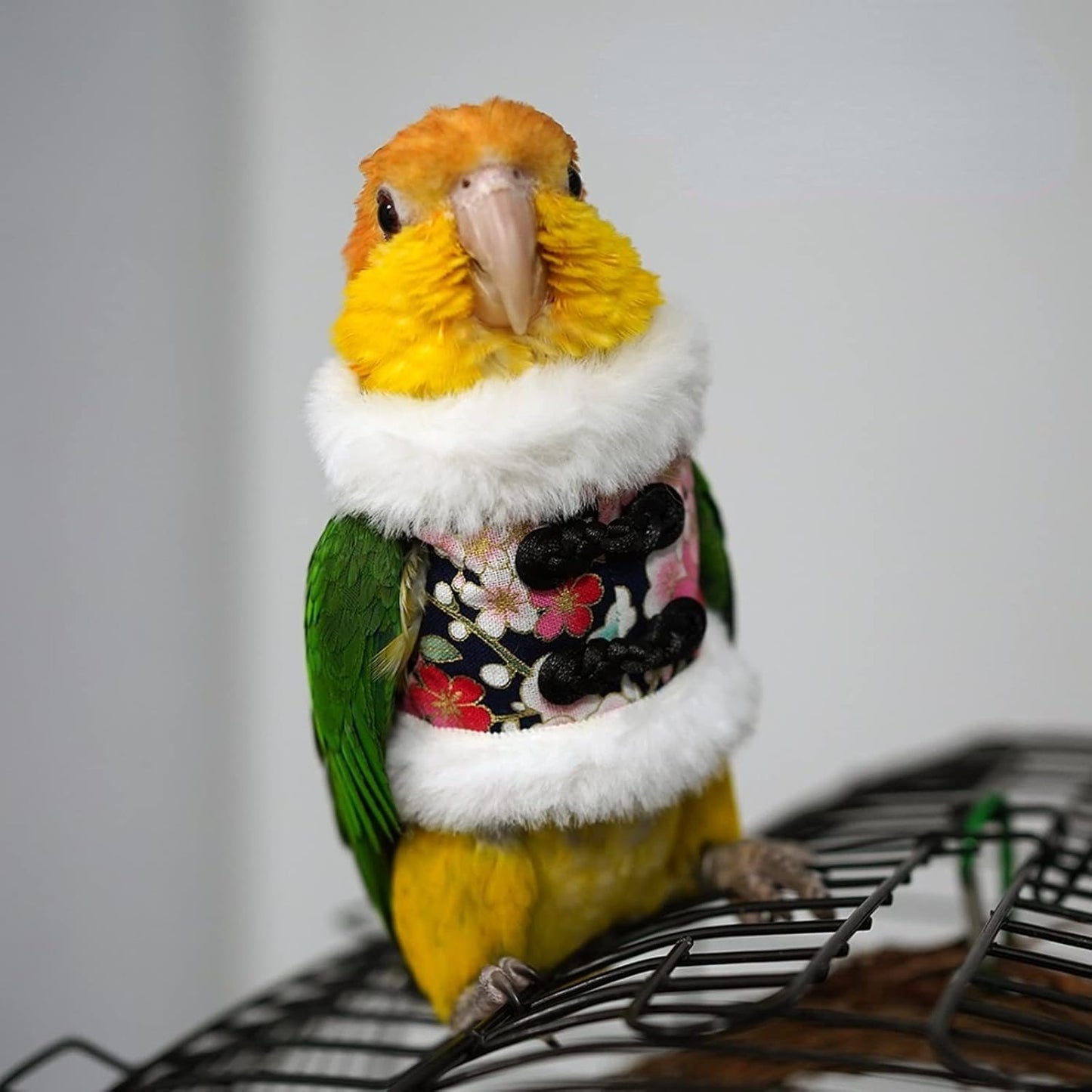 Bird Costume Bird Flight Suit Bird Clothes Cosplay Photo Prop for Parrots Parakeet Cockatiel Sun Conure, Bird Hoodie Small Animals Apparel (Black, Small)