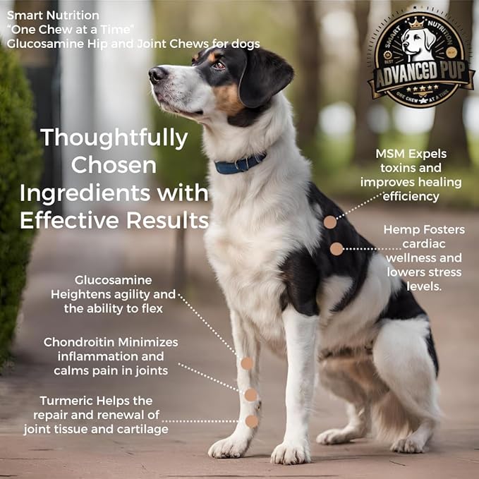 AdvancedPUP Hip and Joint Supplement - Effective Chondroitin MSM & Turmeric for Dogs - Dog Hip & Joint Care to Heal Dog Joint Stiffness & inflammation - Natural Glucosamine Supplement Tasty Bacon 90CT