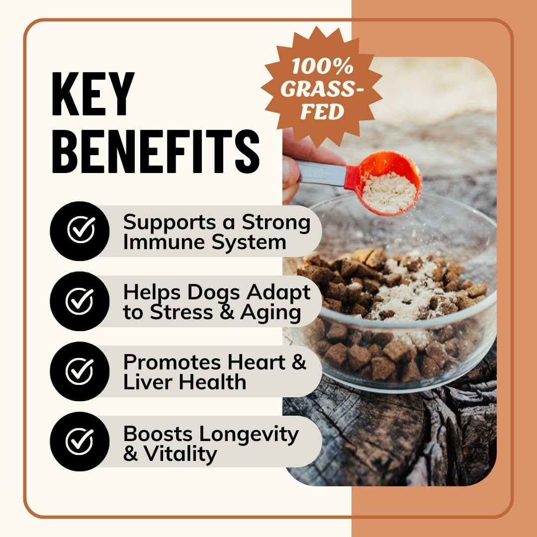 Fido's Longevity Bone Broth for Dogs - Turkey Tail + Maitake Mushroom - Grass-Fed Beef Bone Broth Powder - Dog Immune Support - Mushroom Supplement for Dogs - Dog Food Topper for Dry Food - 60 Scoops