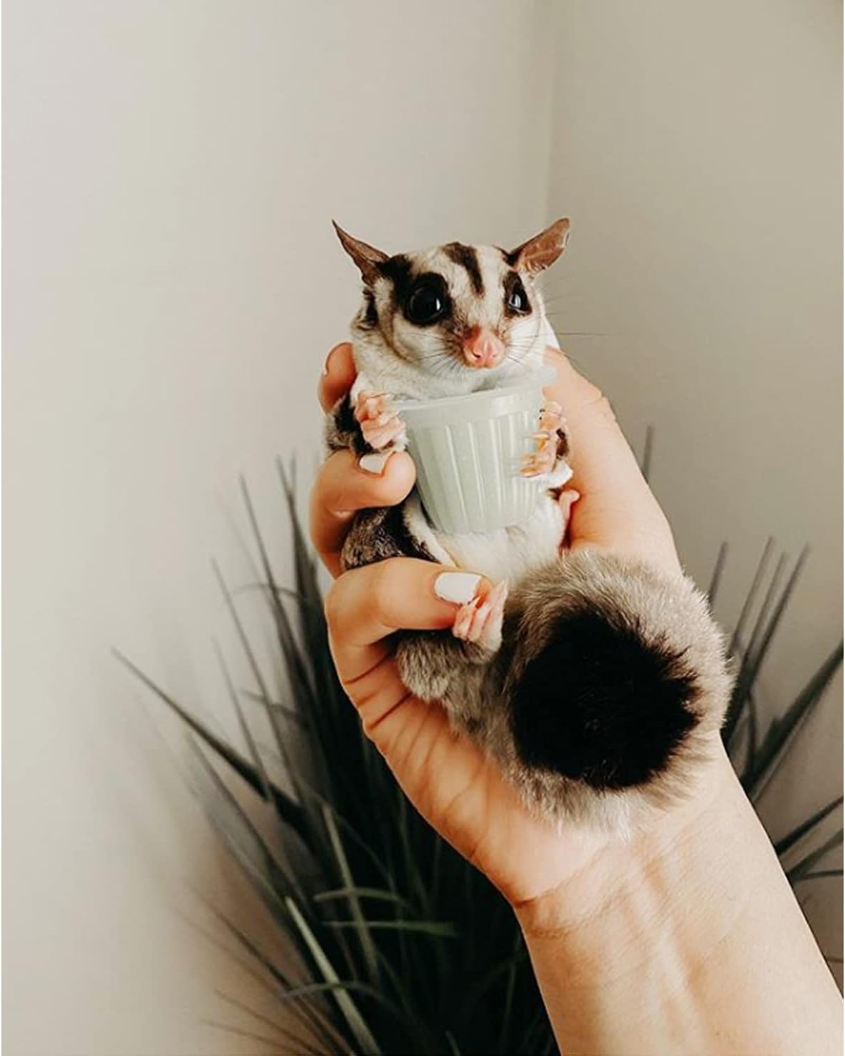 Nectar Pods (Honey) - Calcium-Fortified Jelly Fruit Treat - Sugar Gliders, Marmosets, Squirrels, Parrots, Cockatiels, Parakeets, Lovebirds, Conures, Hamsters, Geckos, Kinkajous & Other Small Pets…