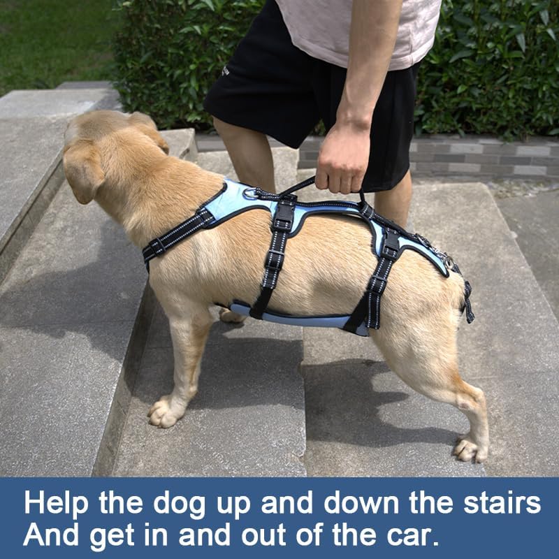 Coodeo Dog Lift Harness, Support & Recovery Sling, Pet Rehabilitation Lifts Vest Adjustable Breathable Straps for Old, Disabled, Joint Injuries, Arthritis, Paralysis Dogs Walk (Blue,M)