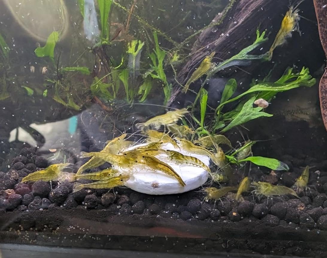 Aquatic Foods Inc. Calcium Enriched Sinking Food Disks for Shrimp, Snails, Crabs, Crayfish, Hermit Crabs, Plecos, Catfish, Bottom Fish, All Tropical Fish. 25 Small & 25 Medium Discs Jar