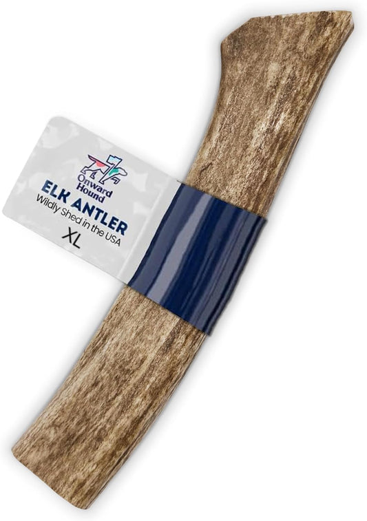 Onward Hound Elk Antlers for Dogs, 8"+ XL 1-Pack, Grade A Long Lasting Chew for Aggressive Chewers, Premium USA Naturally Shed Antler - Healthy, No Odor, Durable Dog Chew for 60-95lb Breeds