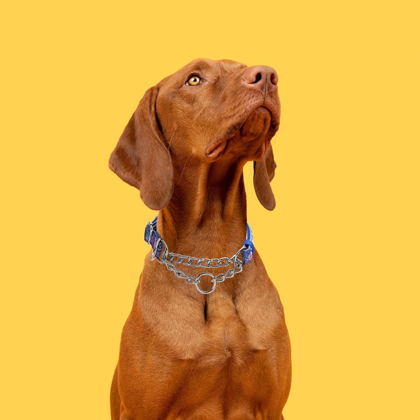 Choke Chains Large Dogs，Stainless Martingale Collar No Pull Slip Cinch Training Escape Proof Heavy Duty Dog Collar for Small Medium Large Pet Girl Female Dogs L