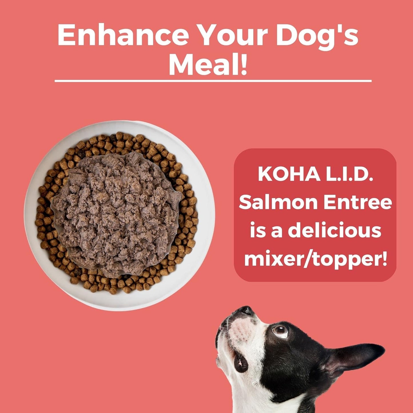 KOHA Limited Ingredient Diet Salmon Entrée for Dogs - Dog Food Toppers for Picky Eaters - Sensitive Stomach Canned Dog Food - Pate Dog - 13 oz Pack of 12