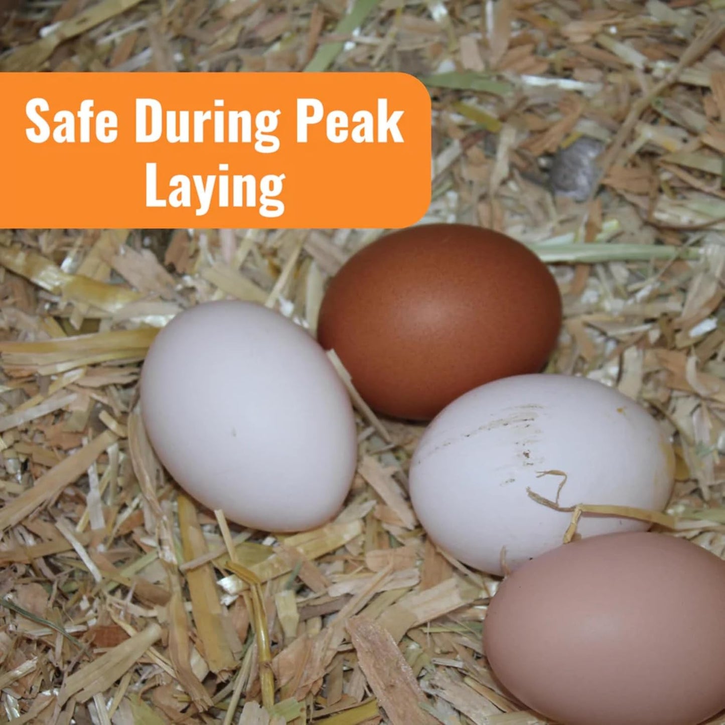 WormStop Natural Chicken Dewormer Powder – All-Natural Herbal Blend for Daily Wellness - Chicken Wormer is Safe for Eggs & All Ages - Garlic, Pumpkin Seed, Wormwood - USA (8 oz)