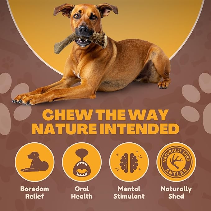 WhiteTail Naturals - Deer Antlers for Large Dogs - (1 Pack - Extra Large) - All Natural Dog Antler- Naturally Shed, Long Lasting Chew Bone, Crafted in USA for Aggressive Chewers
