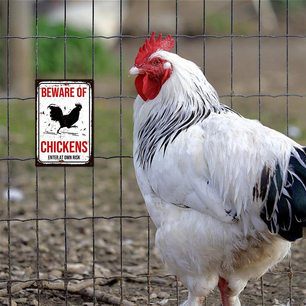 Vintage Beware of Chickens Metal Sign Funny Chicken Coop Sign for Farm 8 x 12 inch