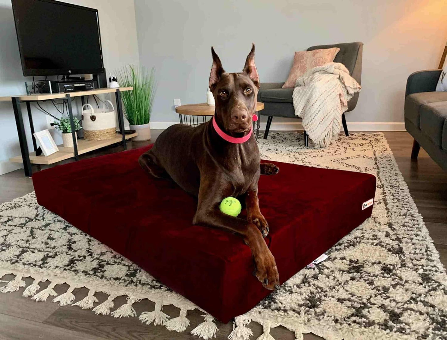 Barker Beds Orthopedic XL Dog Bed for Large Dogs - 7" Thick Memory Foam Cushion with Washable Microsuede Cover - Durable Water-Resistant Pet Bed - Made in USA (Burgundy)