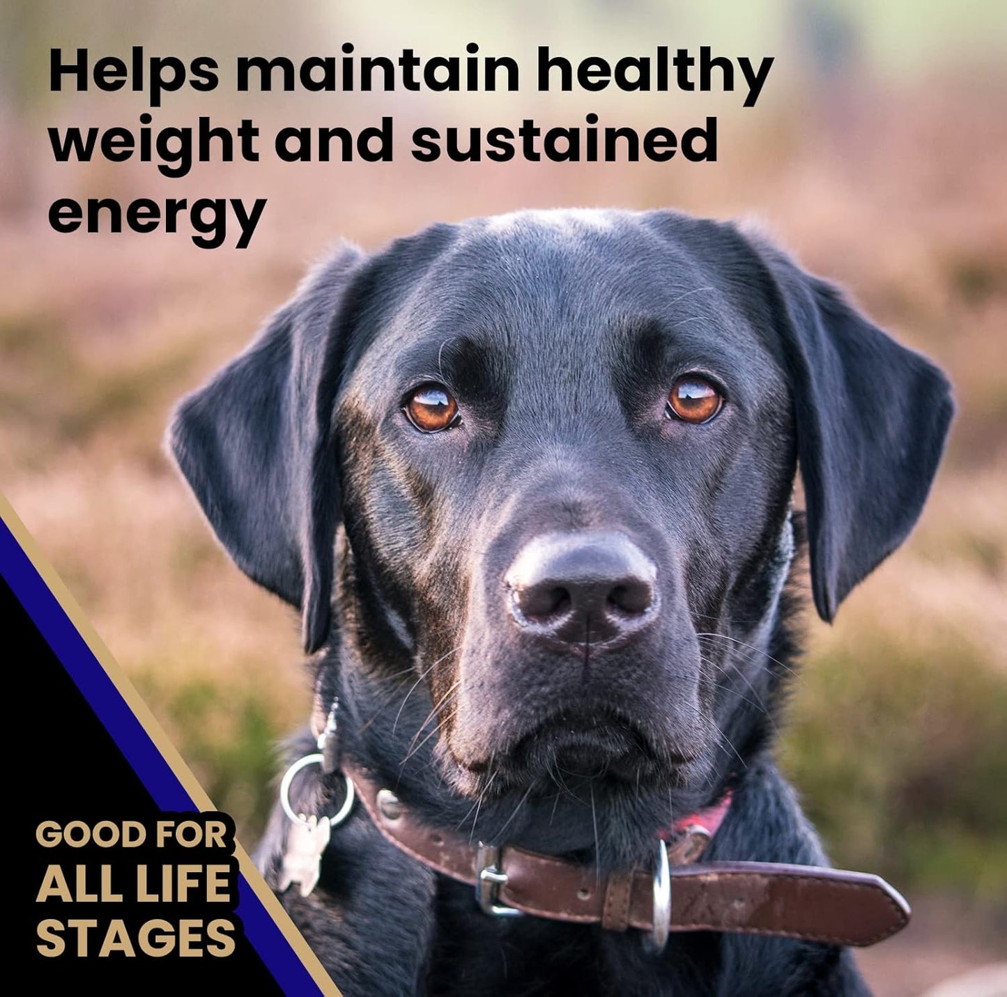 VICTOR Super Premium Dog Food – Select Beef Meal & Brown Rice Formula for Immune and Gut Health – Gluten-Free Beef Meal Dry Dog Food for All Normally Active Dogs of All Life Stages, 5 lbs