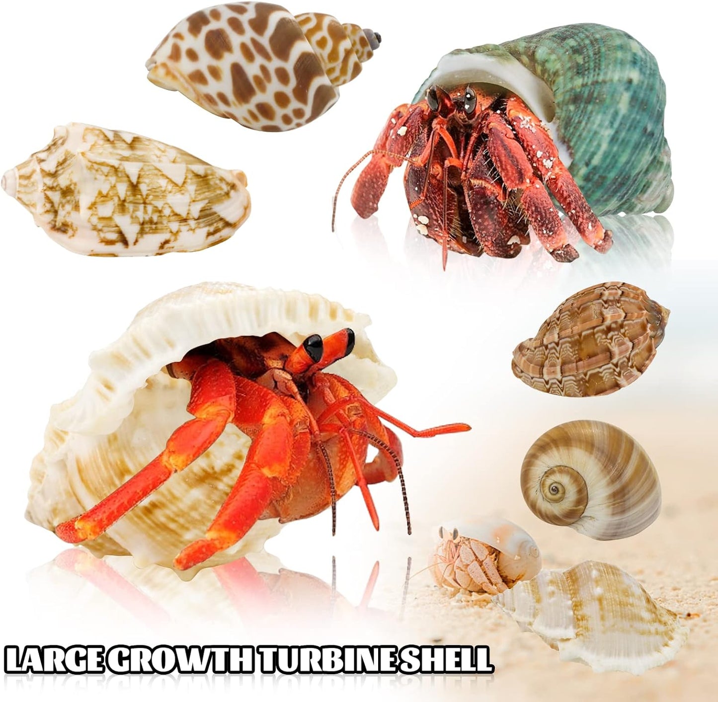 Hermit Crab Shell - Openning Size 0.6"-2" Medium to Large Growth Turbo Seashells Natural Sea Shells for Hermit Crab Supplies, Aquarium Décor, Nautical Decoration (12 Pcs)