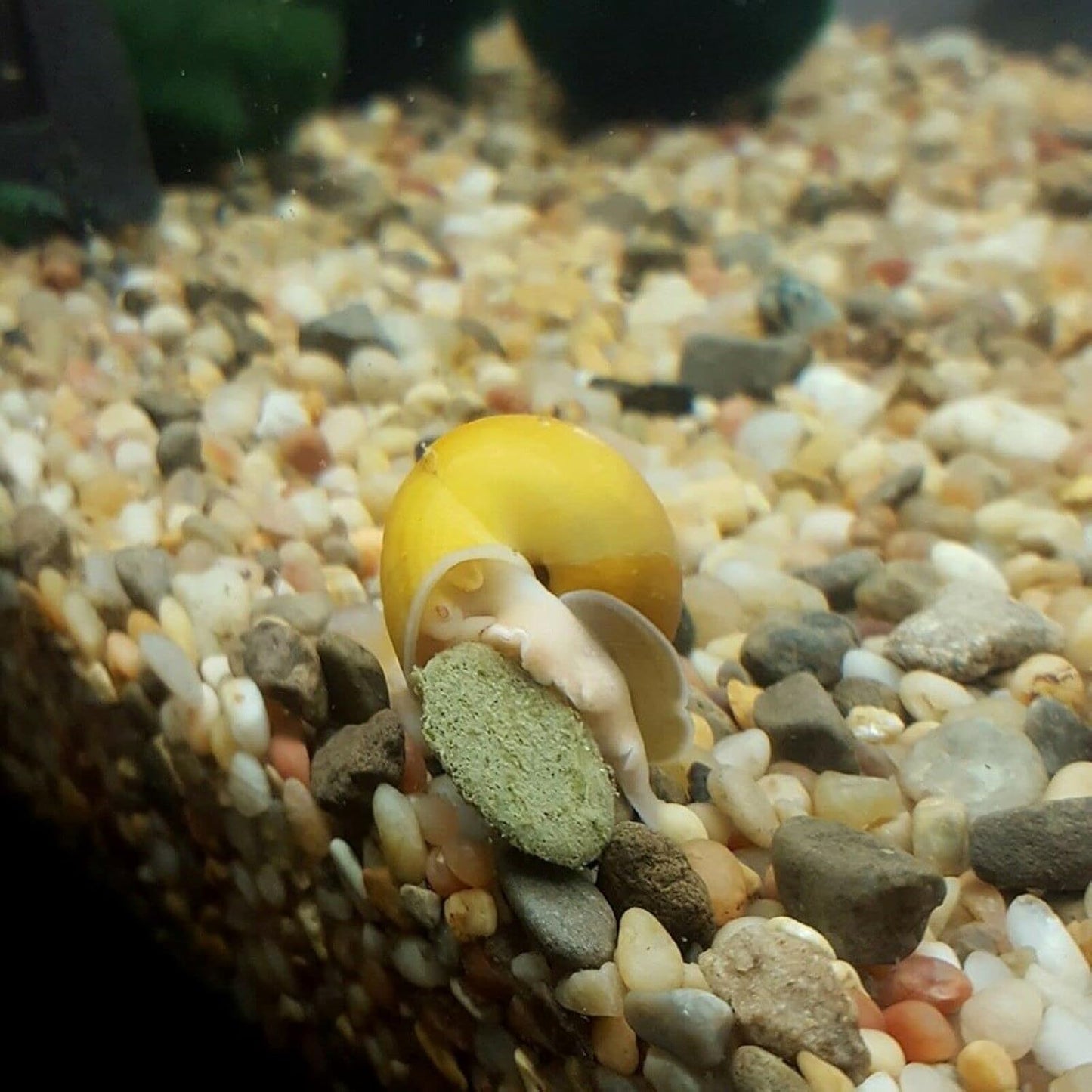 Aquatic Foods Inc. 18mm - 3/4" Sinking Wafers of Algae & Spirulina Ideal for Plecos, Bottom Fish, Catfish, Shrimp, Snails, All Herbivorous & Omnivorous Tropical Fish - Zeigler Wafers..1/2-lb