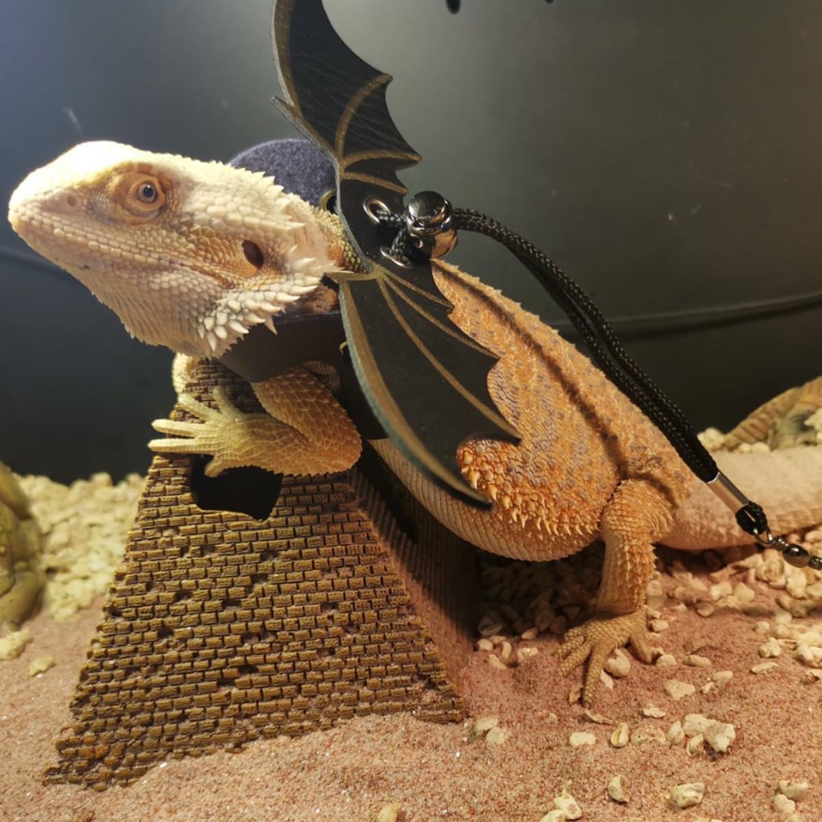 Bearded Dragon Lizard Backpack Carrier with Harness and Leash Set, Small Animal Carrier Backpack, Space Capsule Bubble Window, Small Pet Carrier Backpack, Airline Approved (Black)