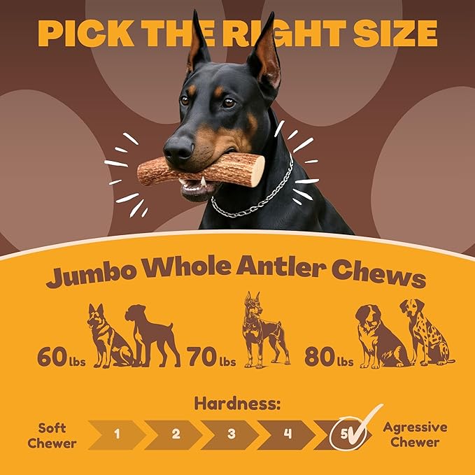 WhiteTail Naturals | Deer Antlers for Extra Large Dogs - (Jumbo-XXL) - Naturally Shed, Long Lasting Chew Bone for Aggressive Chewers