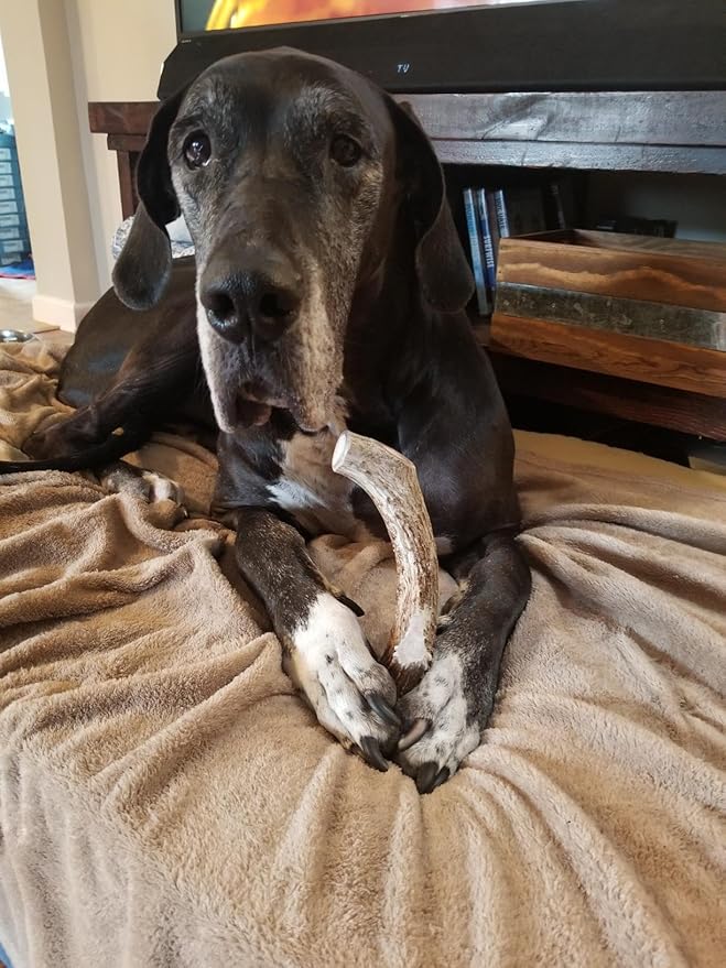 WhiteTail Naturals - Deer Antlers for Large Dogs - (1 Pack - Extra Large) - All Natural Dog Antler- Naturally Shed, Long Lasting Chew Bone, Crafted in USA for Aggressive Chewers