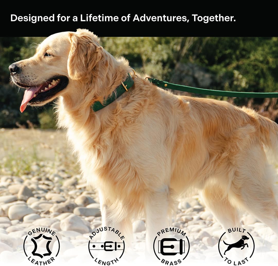Classic Genuine Leather Dog Collar | Dog Collars for Medium Dogs, Small Dogs, Large Dogs & Extra Large Dog | Wide Dog Collar | Heavy Duty Dog Collar (Green, S: 0.5" Wide for 7.5"-10.5" Neck)