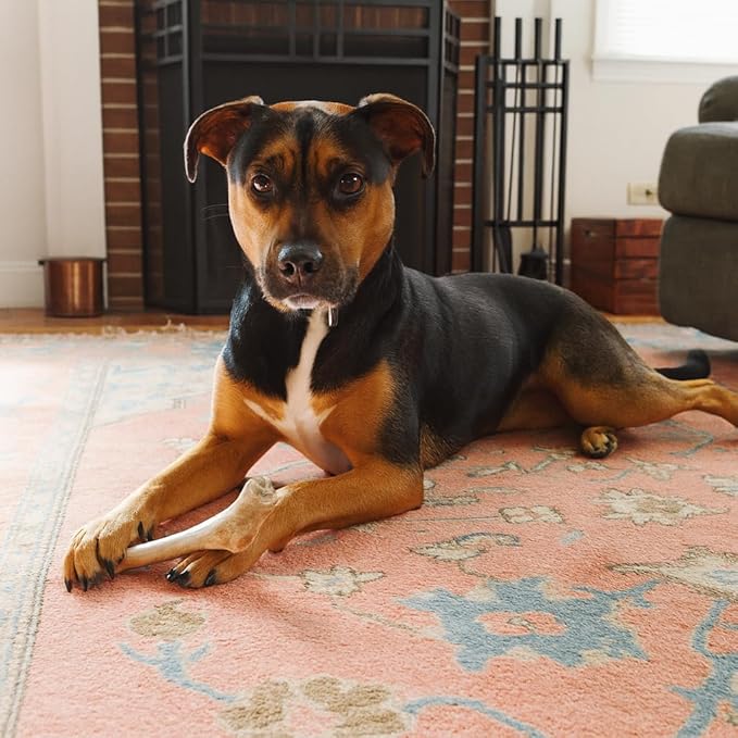 Whitetail Naturals - 3 Pack Medium - Deer Antler Dog Chews - Antlers for Medium Dogs - Long Lasting, Naturally Shed Antler Dog Bones