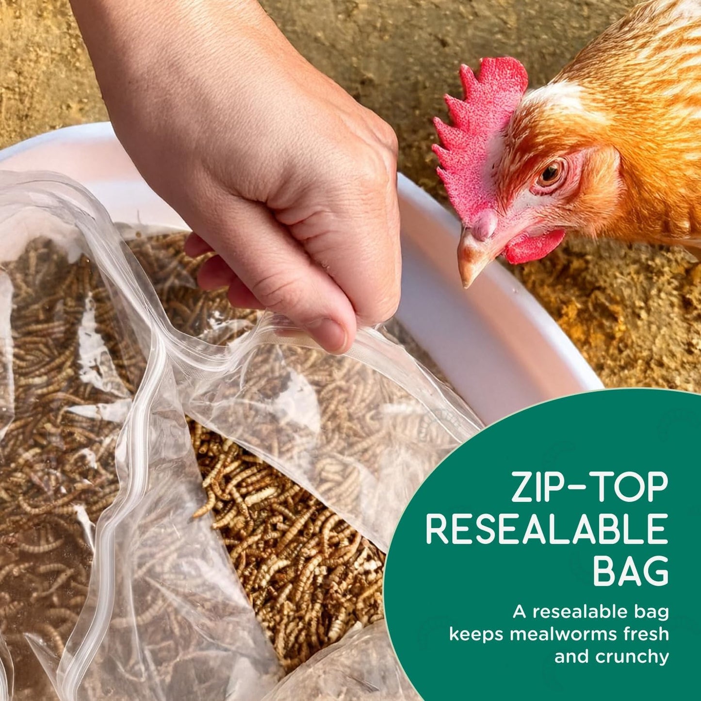 FLYGRUBS 5 lb Dried Black Soldier Fly Larvae - High-Calcium Chicken Treats for Laying Hens and Wild Birds - Nutrient-Rich Mealworm Alternative - Supports Feather Growth and Strong Eggshells