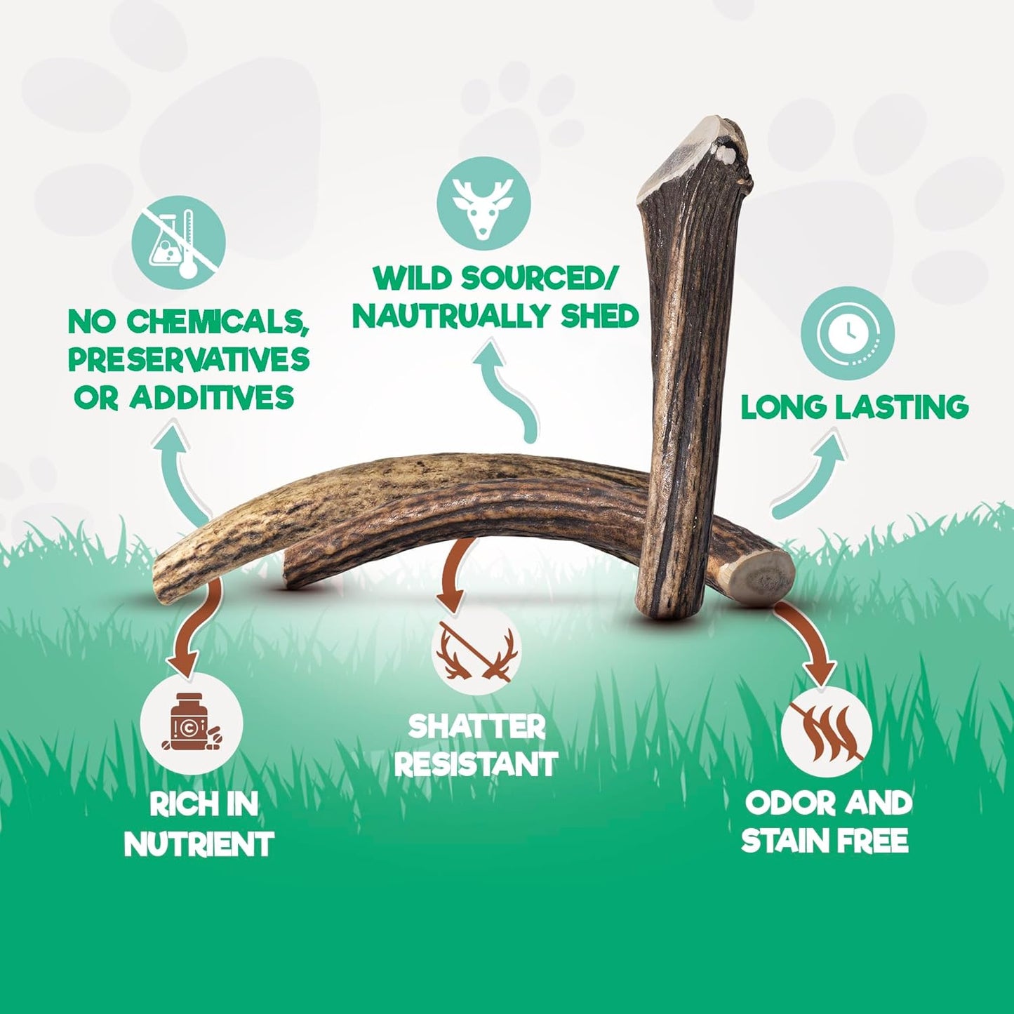 Jack&Pup Whole Elk Antlers for Dogs Large | Naturally Shed Rawhide Free Dog Chews Long Lasting Elk Horns for Dogs | Dog Antlers for Aggressive Chewers (1 Small Antler)