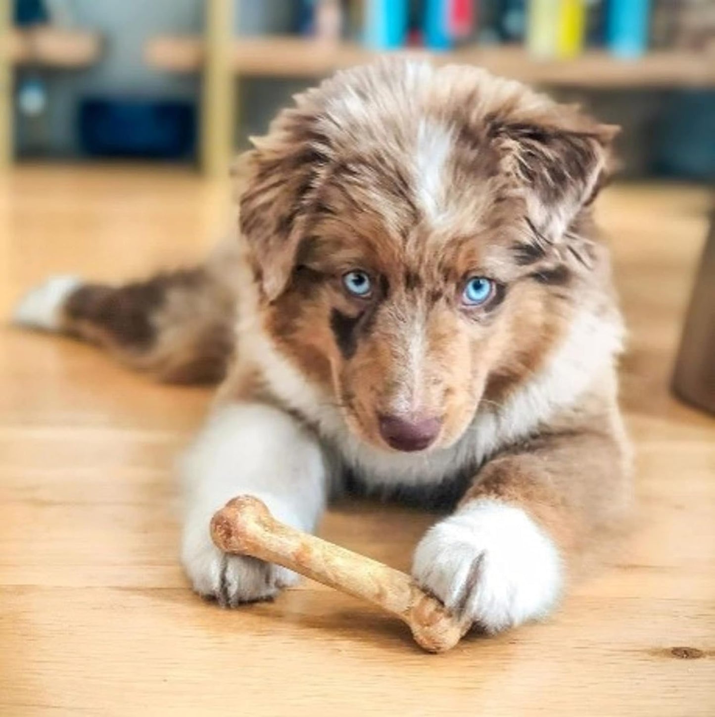 Nylabone Healthy Edibles Natural Dog Chews Long Lasting Chew Treats for Dogs, Roast Beef & Chicken Flavor, X-Small/Petite (48 Count)