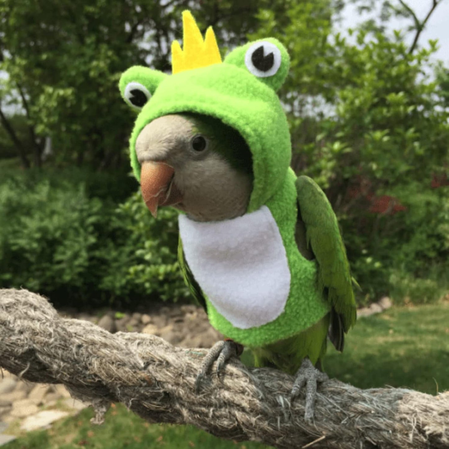 Bird Clothes Cosplay Photo Prop Frog Shape Hoodie, Bird Diaper Flight Suit, Small Animal Apparel for Parrots, Parakeet, Cockatiel, Sun Conure - Green, Small