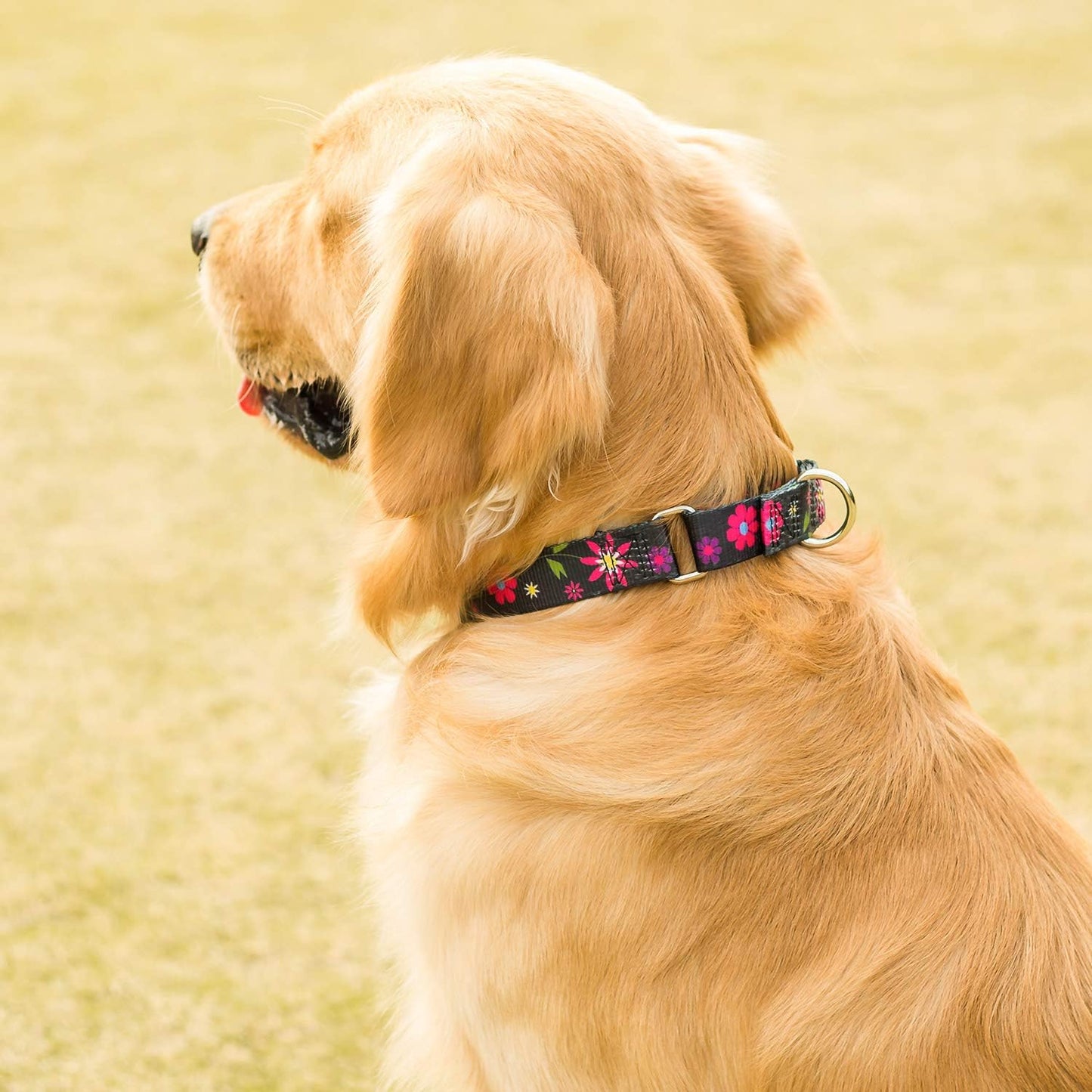 Martingale Collar Dog Collar No Pull Pet Collar Heavy Duty Dog Martingale Collars Silky Soft with Unique Pattern for Small Dog (Small Medium, Black and Sun Flower)