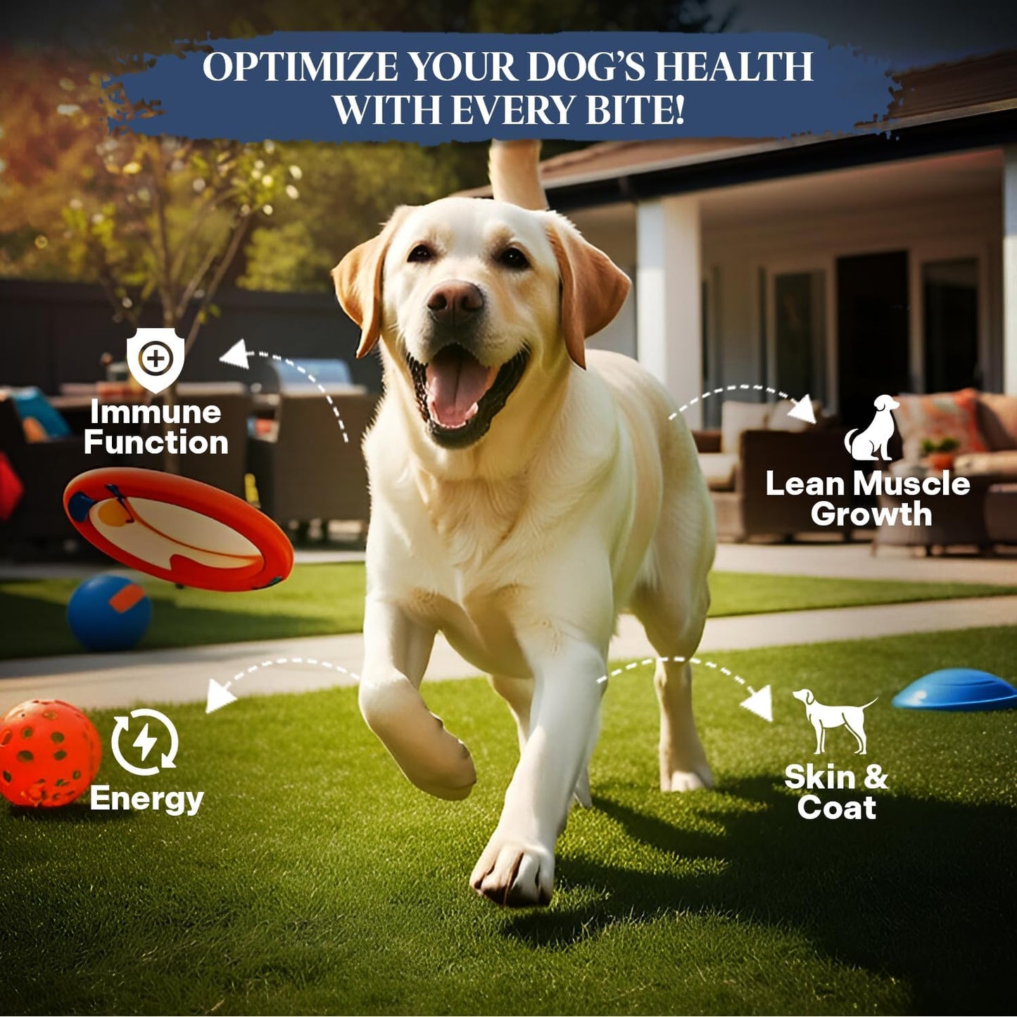 Healthy Dogma - Homestyle PetMix Dehydrated Dog Food with Beef & Raw, Clean Ingredient - No Preservatives, Homemade Dog Food (Homestyle PetMix with Beef, 2 lbs)