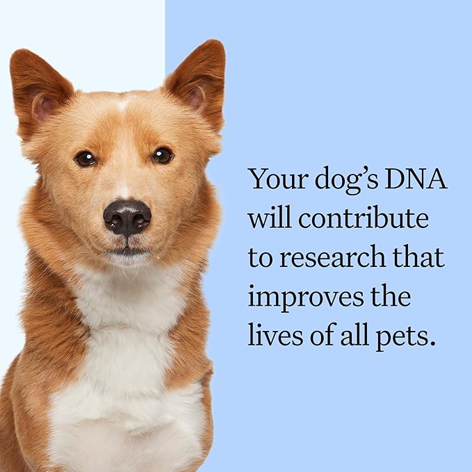 Wisdom Panel Breed Discovery Dog DNA Kit: Most Accurate Dog Breed Identification, Test for 365+ Breeds, MDR1 Health Test, Ancestry, Relatives