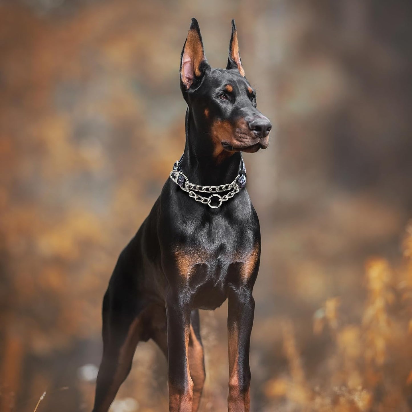 Martingale Dog Collar with Chain,Skull Reflective Nylon Soft Padded Adjustable Choke Collar for Large Breed Dogs, Medium, XL, XXL - Training & Walking Collar(Skull M)