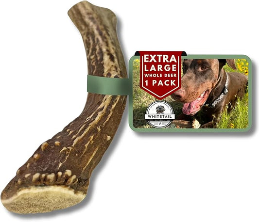 WhiteTail Naturals - Deer Antlers for Large Dogs - (1 Pack - Extra Large) - All Natural Dog Antler- Naturally Shed, Long Lasting Chew Bone, Crafted in USA for Aggressive Chewers