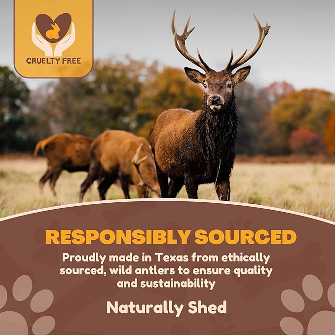 WhiteTail Naturals | Deer Antlers for Extra Large Dogs - (Jumbo-XXL) - Naturally Shed, Long Lasting Chew Bone for Aggressive Chewers