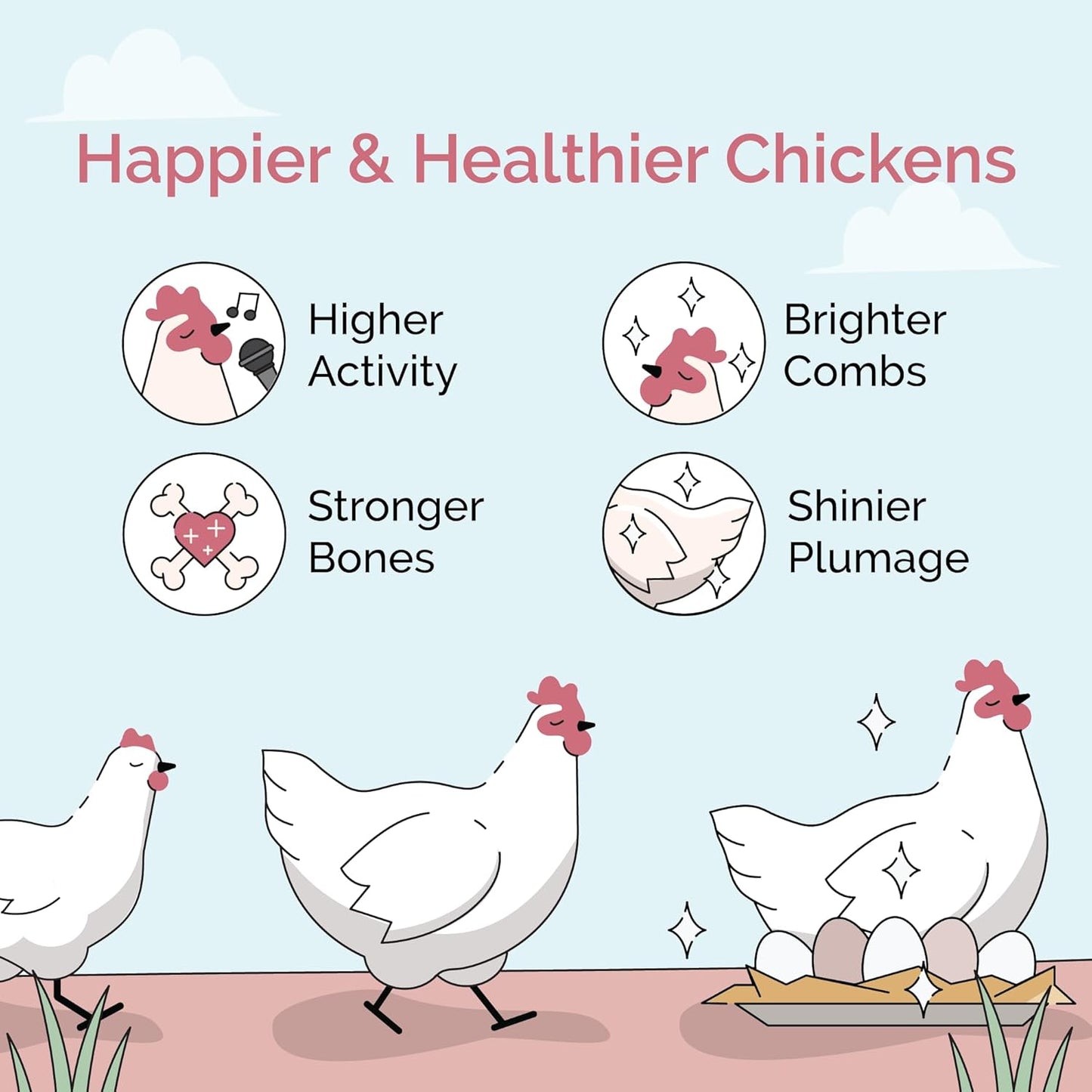 Layer Organic Chicken Feed