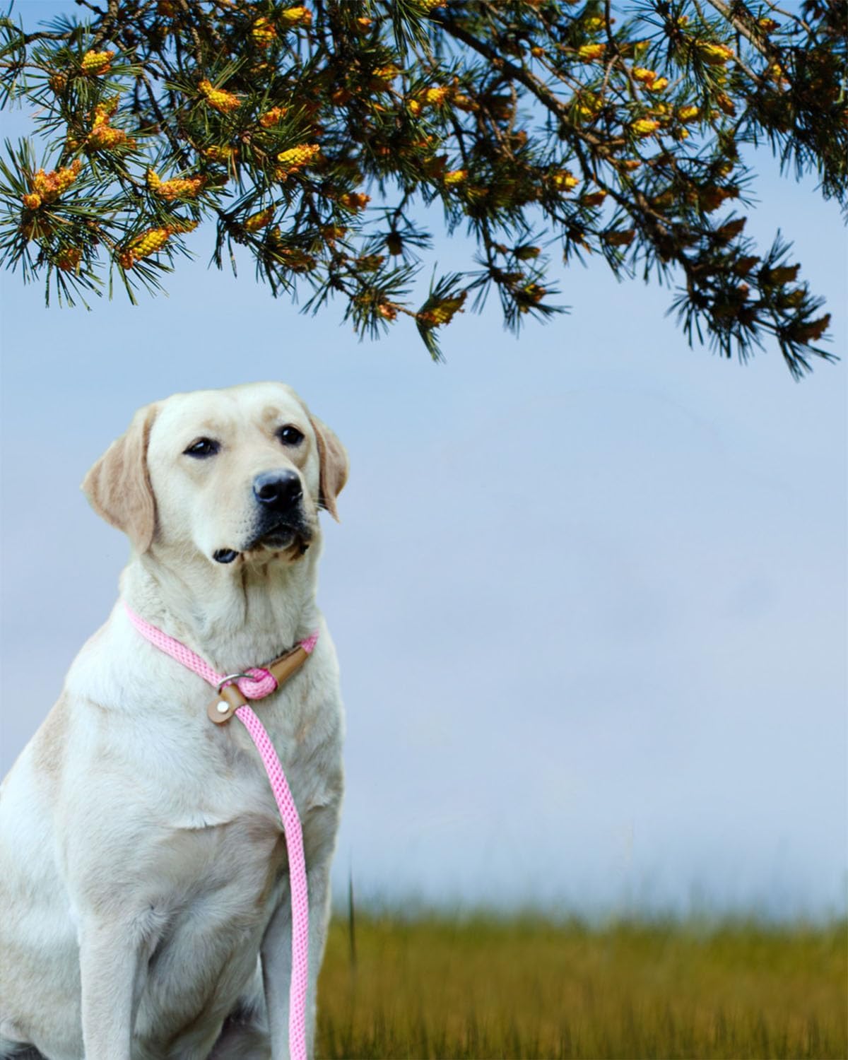 lynxking Dog Leash Slip Lead 5 6 8 FT Dog Training Leash Strong Heavy Duty Braided No Pull Training Lead Leashes for Large Dogs