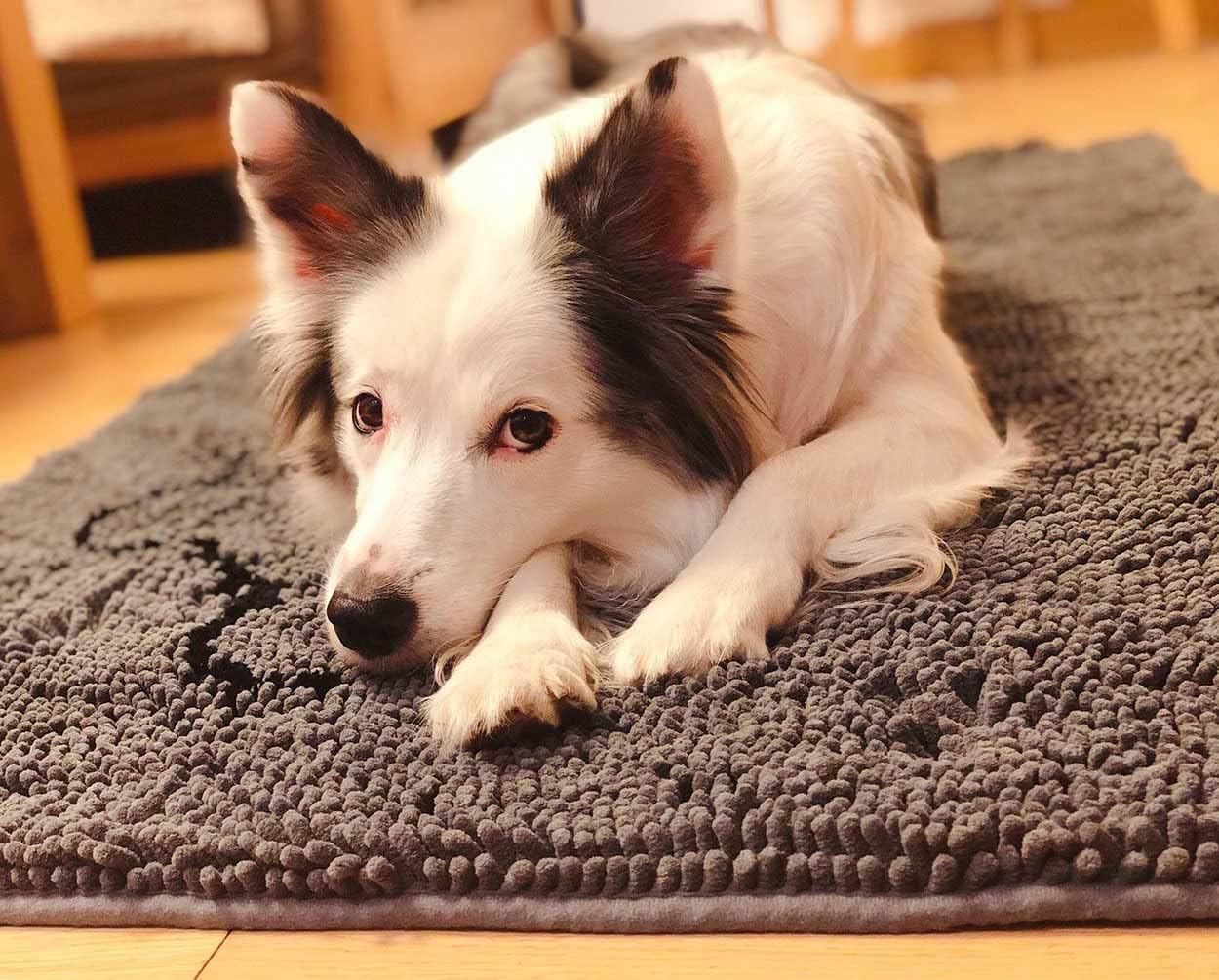 NJSBYL Grey Area Rugs 3x5 Mats for Bedroom Living Room 30 X 60 Inches Gray Indoor Doormat Shaggy Ultra Soft Chenille Area Play Rugs for Kids Dogs Cats Water Absorbent Machine Washable Dry