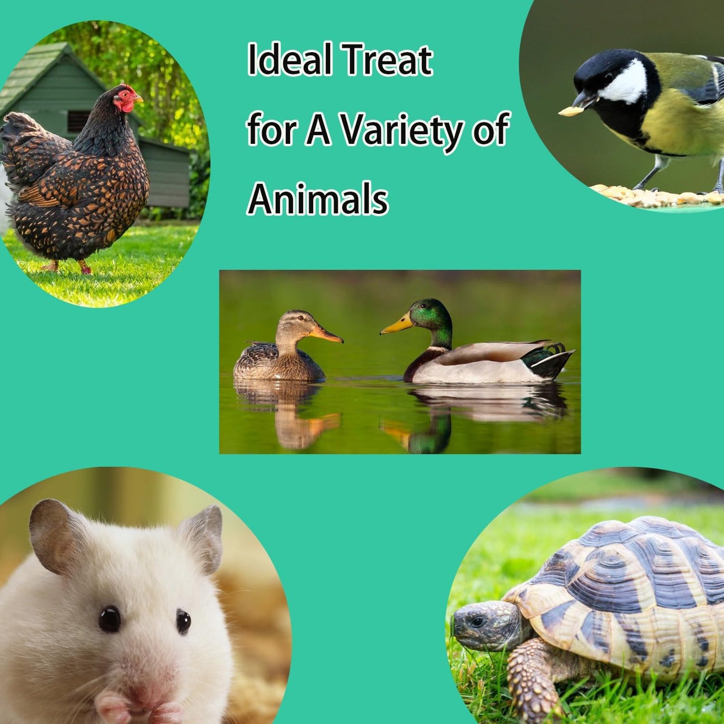 KAYHEN Dried Mealworms for Chickens 10LB Pure Natural Non-GMO High Protein Feed Meal Worms for Laying Hens Wild Birds