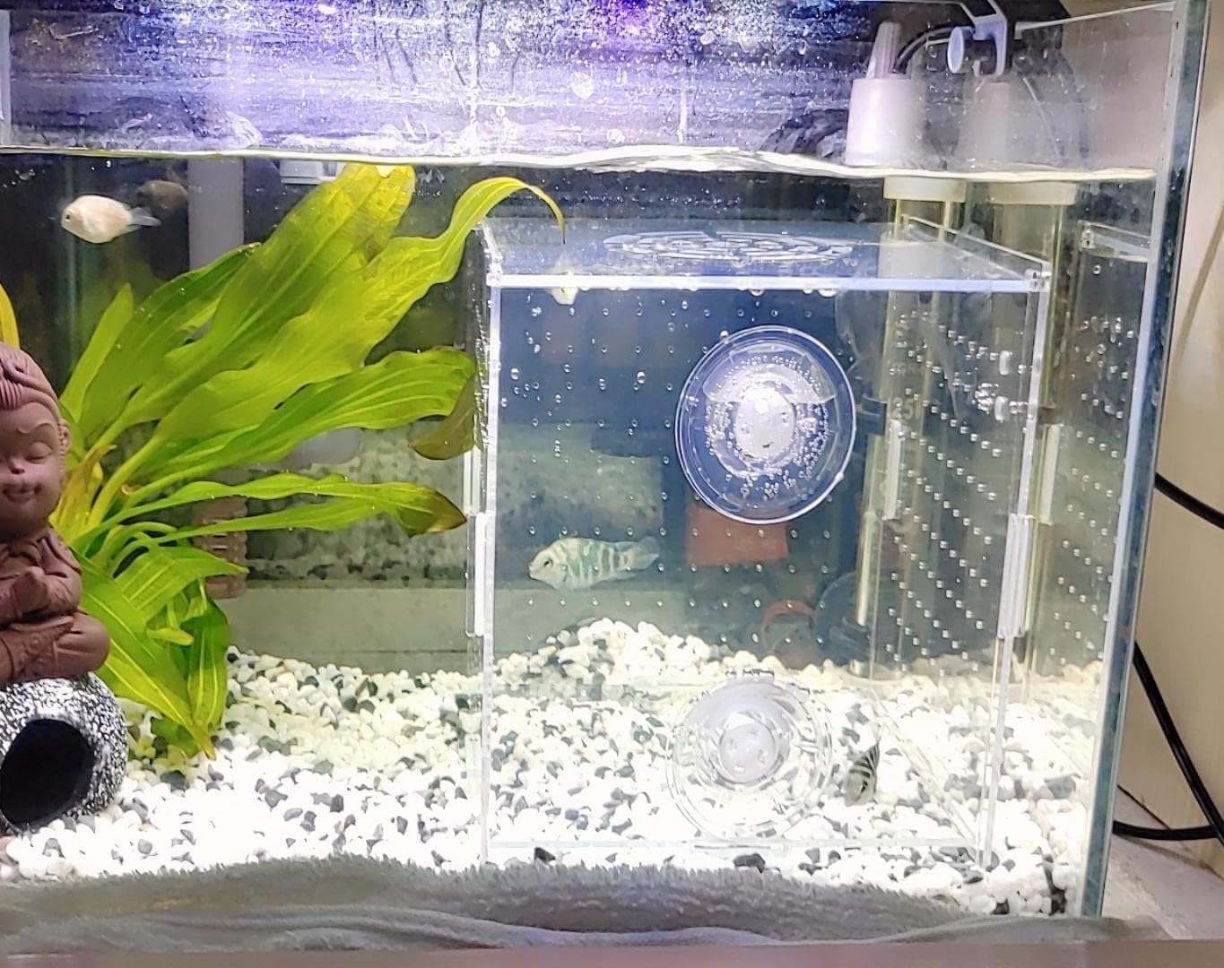 Acrylic Fish breeding Box, Acrylic Fish Isolation Box, Fish Separator for Aquarium, Hatchery Incubator with Suction Cups for Small Baby Fishes Shrimp Clownfish Guppy (5.9 * 5.9 * 5.9inch)