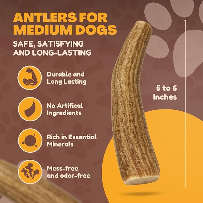 Whitetail Naturals - 3 Pack Medium - Deer Antler Dog Chews - Antlers for Medium Dogs - Long Lasting, Naturally Shed Antler Dog Bones