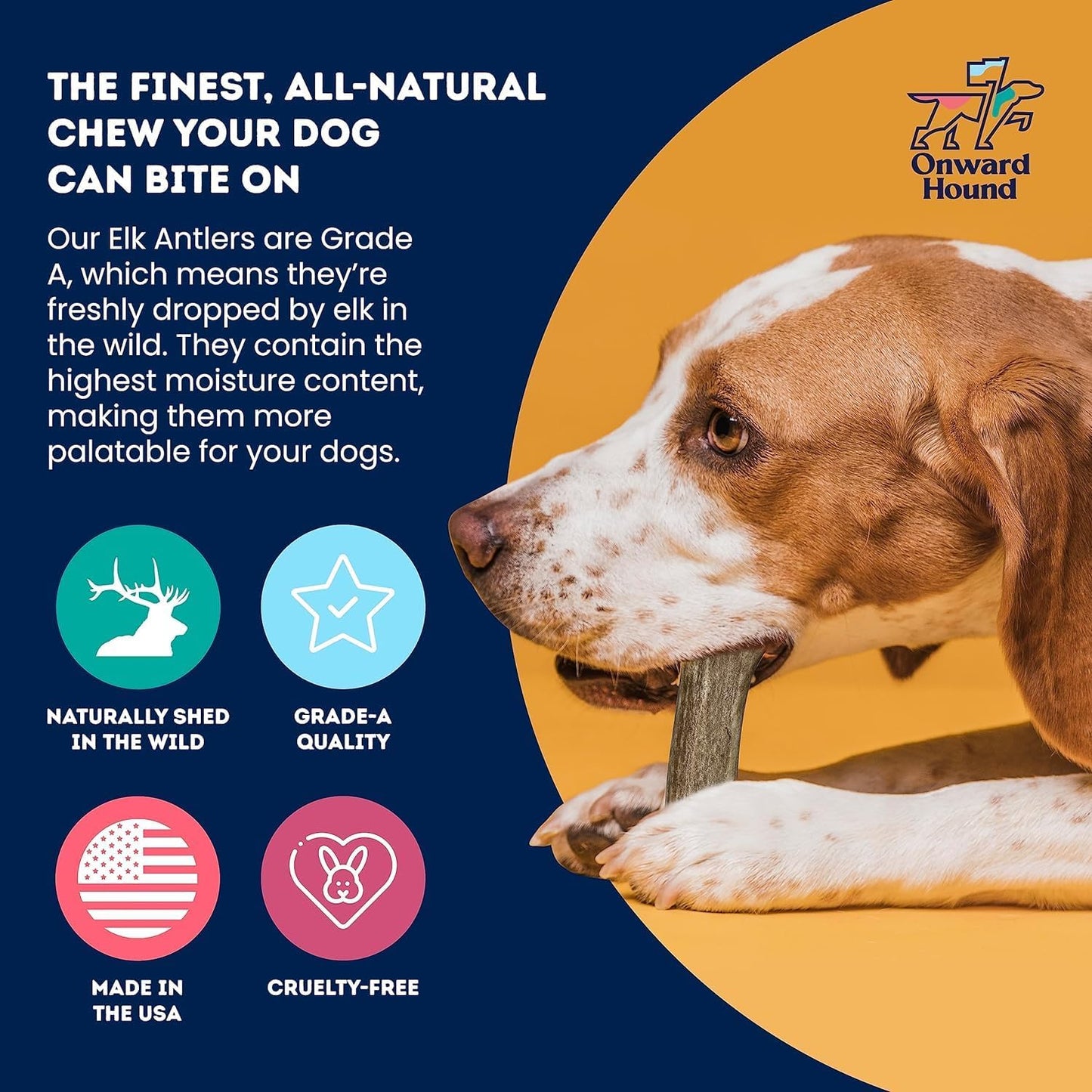 Onward Hound Elk Antlers for Dogs, 6"+ Medium 3-Pack, Grade A Long Lasting for Aggressive Chewers, Premium USA Naturally Shed Antler - Healthy, No Odor, Durable Chew for 15-35lb Breeds