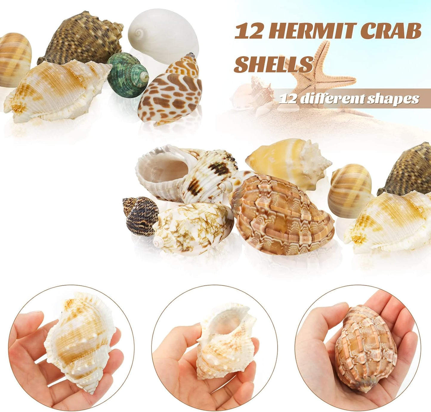 Hermit Crab Shell - Openning Size 0.6"-2" Medium to Large Growth Turbo Seashells Natural Sea Shells for Hermit Crab Supplies, Aquarium Décor, Nautical Decoration (12 Pcs)