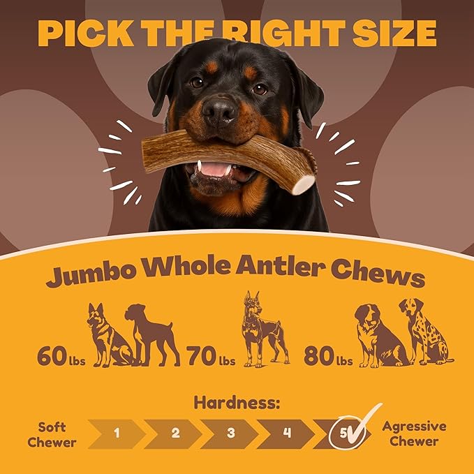 WhiteTail Naturals - Deer Antlers for X-Large Dogs (2 Pack- Jumbo XXL) All Natural Antler Dog Chew - Naturally Shed, Long Lasting Chew Bone for Big Agressive Chewers