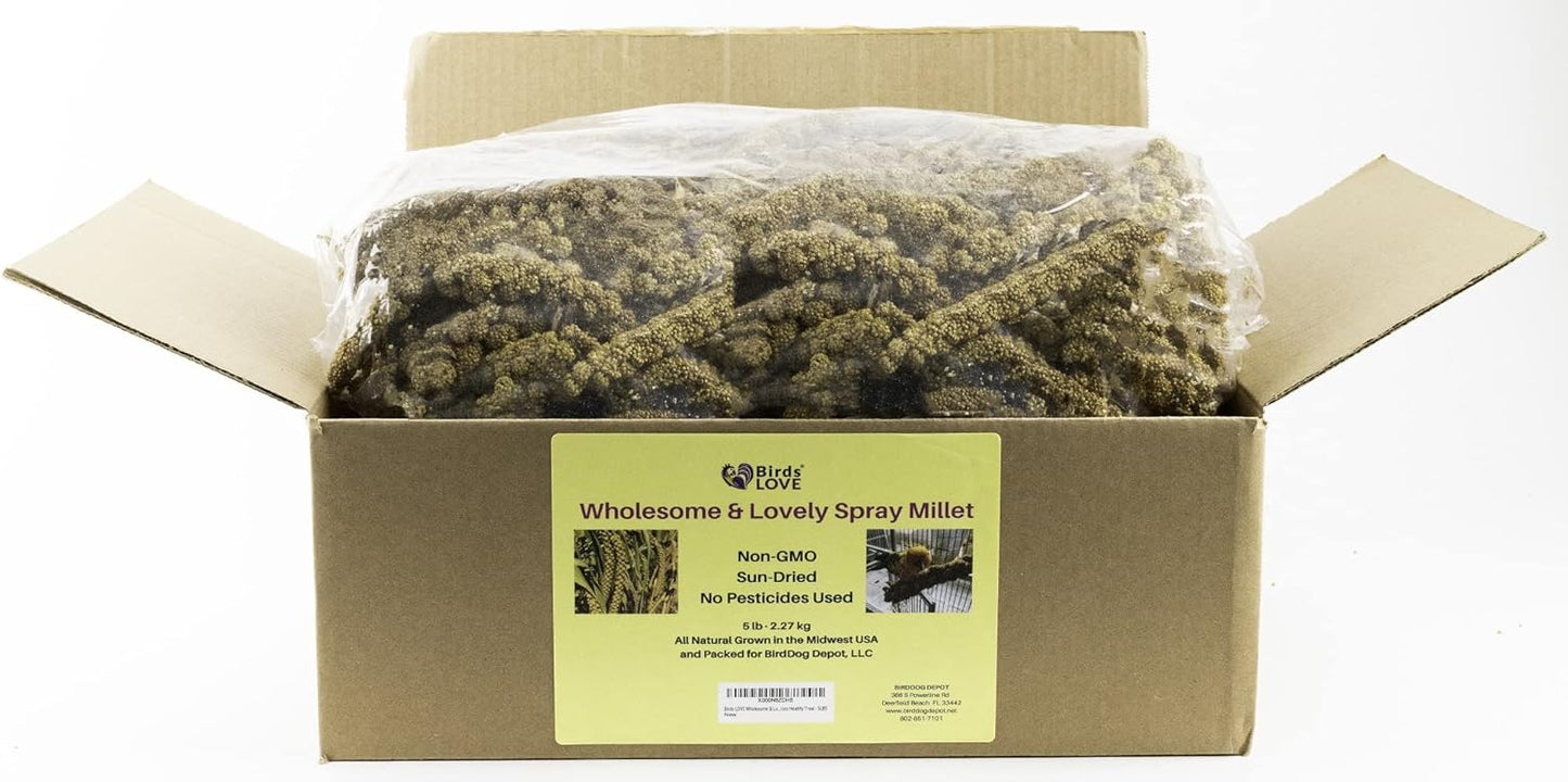 Birds LOVE Wholesome & Lovely Spray Millet Non-GMO (No Stems Only Edible Tops) for Parrots Birds Cockatiel Lovebird Parakeets Finch Canary All Parrots Healthy Treat - 5lbs